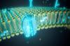 Scientists Finally Solve the Mystery of Cell Membrane Behavior