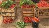 Burkina Faso’s Tomato Export Boom: A Growing Source Of Revenue