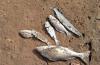 Environmental stress blamed for KZN north coast fish kill