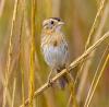 Nature Notes:  Hidden Bird Life in the Coastal Marshes