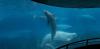 What can whale films tell us about Marineland’s threatened belugas and dolphins?