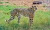India Hopes To Attain Self-Sustaining Cheetah Population of 60–70 by 2032