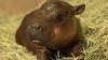 Arizona's new pygmy hippo could be the new Cadbury Easter Bunny. Here's how.