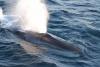 Fin Whale Ship Strikes Surge In Chilean Waters