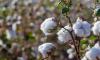 Egypt’s Cotton Exports Reach $134.7M Since Season Start