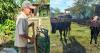 Violent attempted robbery of a 70-year-old farmer on his farm in Cuba