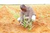 State maps irrigation expansion in Asal to boost food security