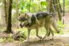 Wolf Attacks Hikers Near Athens on Mount Parnitha
