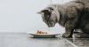 Cat owners urged to avoid giving pets 5 common food items