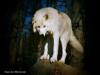 Wolf Hunters Can’t Hide Their Rabid Hatred for Wolves, Science & Conservation