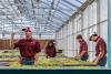 Texas A&M AgriLife modernizes greenhouses to support innovative plant science