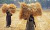 Egypt Aims to Boost Agricultural Exports and Update Sector Legislation