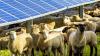In Australia, “solar sheep” are paving the way for agrivoltaics 