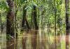 Forests play a bigger role in preventing major floods than previously thought