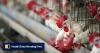 Bird flu outbreaks in parts of Japan, Denmark trigger Hong Kong poultry bans