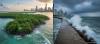 Biodiverse Mangrove Forest Seawalls Valued at $855B: How Living Flood Defence Becomes Policy, Budgets, and Resilience