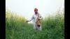 Rising temps may hit wheat yield, quality, say agri experts