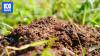 Business could face $500k fine or jail time for spreading fire ant nests