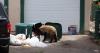 Colorado saw a 5% increase in human-bear conflicts compared to 2024, with unsecured trash still a big problem