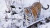 Four Amur tigers to be transferred from Russia to Kazakhstan