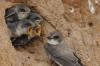 Tunnel-building swallow: Sand martin named Luxembourg's Bird of the Year 2026