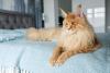 Orange Maine Coon Kitten's Glow-Up From Derpy to Distinguished Is Irresistible
