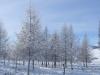 Snowstorms and Severe Cold Grip Large Parts of Mongolia