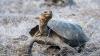 WATCH: 158 giant tortoises return to Ecuador’s Floreana Island after a century