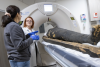 Keck radiologists scan ancient Egyptian mummies