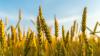 Plant Hormone Therapy Could Improve Global Food Security