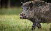Govt declares wild boar as agriculturally harmful animals