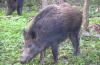 Wild boars declared agricultural pest