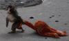 Why are animals picking on Punch the monkey? Scientists reveal the tragic truth about the viral macaque who keeps getting rejected
