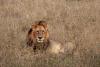 Botswana shows how smarter cattle herding can save lions, reopen ancient wildlife pathways