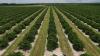 Florida's farms face over $3 billion in losses from winter storms