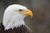 Why Are Bald Eagles in Iowa Dying From Lead Poisoning?