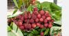 Madagascar issues arrest warrant in lychee export fraud case