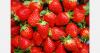 UK strawberry shortages linked to rain in Spain and Morocco