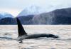Killer whales in southern Alaska change their diet with the seasons