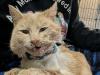 NL animal rescue's 50/50 fundraiser to aid shot cat reported for holding draw without license