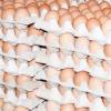 Agriculture Ministry seeking extension of import waiver on eggs as sector continues to recover
