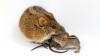 Scientists find genetic 'switch' in mice that turns caring dads into violent brutes