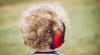 Dutch consumer group steps up warnings over headphones containing harmful chemicals
