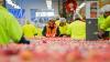 Scales Corp profit triples to $101m as horticulture business powers surge