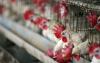 Hong Kong cuts Danish poultry supply after virus alert