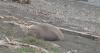 Elephant seals stop at Punta Gorda during their migration between Alaska and Mexico
