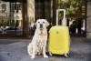 Abu Dhabi introduces new pet-friendly hotel and tourism rules