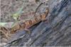 New Gecko Species Discovered in Cambodia’s Kirirom National...