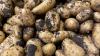 Cheap potatoes bring relief to consumers, pain to farmers