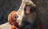 What will happen to Punch the monkey? Scientists reveal the lonely macaque's likely fate as animals in his enclosure continue to reject him